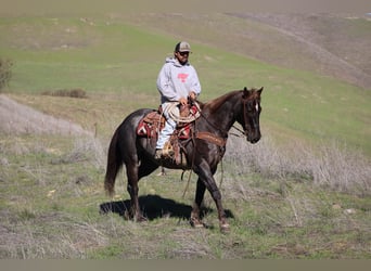 Quarter horse américain, Hongre, 12 Ans, 155 cm, Alezan brûlé