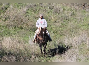 Quarter horse américain, Hongre, 12 Ans, 155 cm, Alezan brûlé
