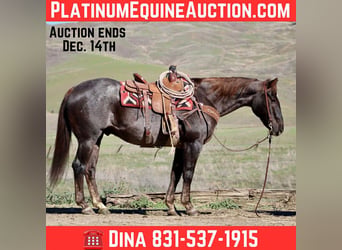 Quarter horse américain, Hongre, 12 Ans, 155 cm, Alezan brûlé