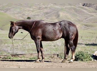 Quarter horse américain, Hongre, 12 Ans, 155 cm, Alezan brûlé