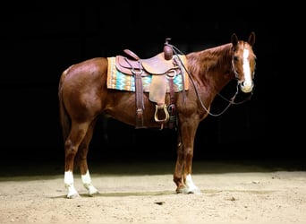 Quarter horse américain, Hongre, 12 Ans, 155 cm, Alezan cuivré