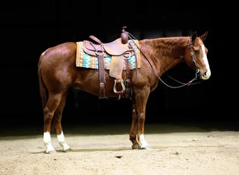 Quarter horse américain, Hongre, 12 Ans, 155 cm, Alezan cuivré