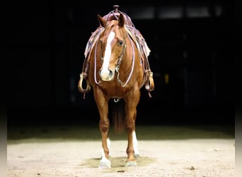 Quarter horse américain, Hongre, 12 Ans, 155 cm, Alezan cuivré