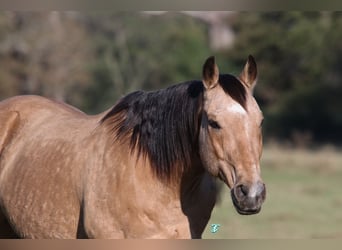 Quarter horse américain, Hongre, 12 Ans, 155 cm, Buckskin