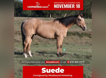 Quarter horse américain, Hongre, 12 Ans, 155 cm, Buckskin