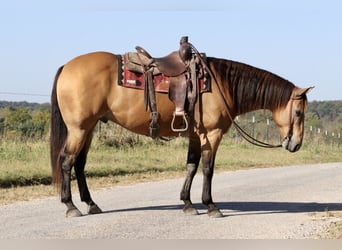 Quarter horse américain, Hongre, 12 Ans, 155 cm, Buckskin