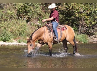 Quarter horse américain, Hongre, 12 Ans, 155 cm, Buckskin