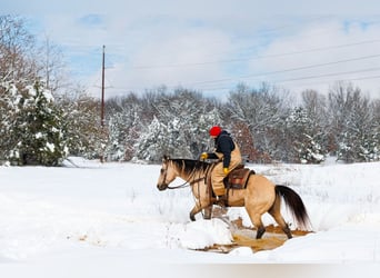 Quarter horse américain, Hongre, 12 Ans, 155 cm, Buckskin