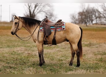 Quarter horse américain, Hongre, 12 Ans, 155 cm, Buckskin