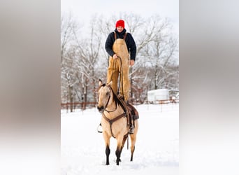 Quarter horse américain, Hongre, 12 Ans, 155 cm, Buckskin