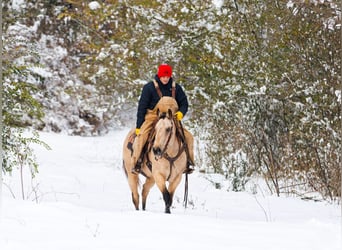 Quarter horse américain, Hongre, 12 Ans, 155 cm, Buckskin