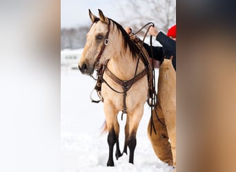 Quarter horse américain, Hongre, 12 Ans, 155 cm, Buckskin