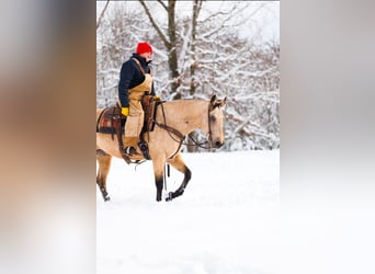 Quarter horse américain, Hongre, 12 Ans, 155 cm, Buckskin