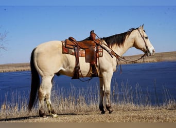 Quarter horse américain, Hongre, 12 Ans, 155 cm, Buckskin