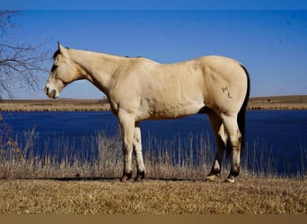 Quarter horse américain, Hongre, 12 Ans, 155 cm, Buckskin