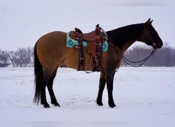 Quarter horse américain, Hongre, 12 Ans, 155 cm, Grullo