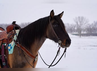Quarter horse américain, Hongre, 12 Ans, 155 cm, Grullo