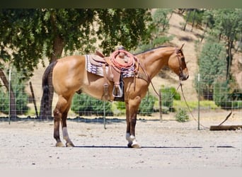 Quarter horse américain, Hongre, 12 Ans, 155 cm, Isabelle