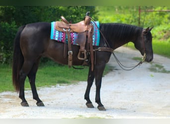 Quarter horse américain, Hongre, 12 Ans, 155 cm, Noir