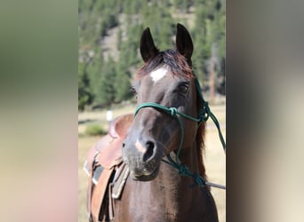 Quarter horse américain, Hongre, 12 Ans, 155 cm, Noir