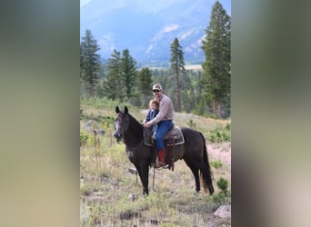 Quarter horse américain, Hongre, 12 Ans, 155 cm, Noir