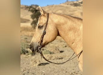 Quarter horse américain, Hongre, 12 Ans, 155 cm, Palomino
