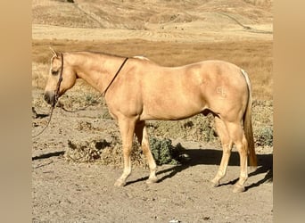 Quarter horse américain, Hongre, 12 Ans, 155 cm, Palomino