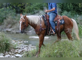 Quarter horse américain, Hongre, 12 Ans, 155 cm, Palomino