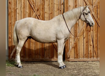 Quarter horse américain, Hongre, 12 Ans, 155 cm, Palomino