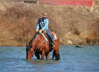 Quarter horse américain, Hongre, 12 Ans, 155 cm, Roan-Bay