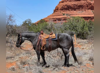 Quarter horse américain, Hongre, 12 Ans, 155 cm, Rouan Bleu