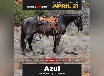 Quarter horse américain, Hongre, 12 Ans, 155 cm, Rouan Bleu