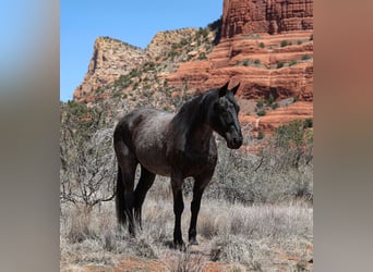 Quarter horse américain, Hongre, 12 Ans, 155 cm, Rouan Bleu