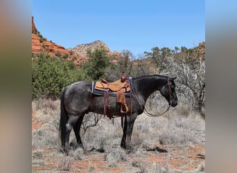 Quarter horse américain, Hongre, 12 Ans, 155 cm, Rouan Bleu