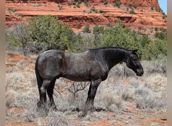 Quarter horse américain, Hongre, 12 Ans, 155 cm, Rouan Bleu