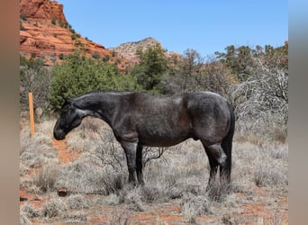 Quarter horse américain, Hongre, 12 Ans, 155 cm, Rouan Bleu