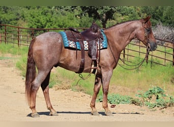 Quarter horse américain, Hongre, 12 Ans, 155 cm, Rouan Rouge