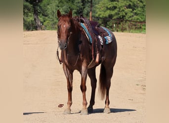 Quarter horse américain, Hongre, 12 Ans, 155 cm, Rouan Rouge
