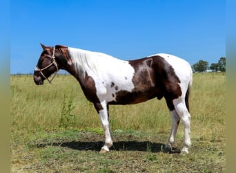 Quarter horse américain, Hongre, 12 Ans, 155 cm, Tobiano-toutes couleurs