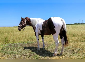 Quarter horse américain, Hongre, 12 Ans, 155 cm, Tobiano-toutes couleurs