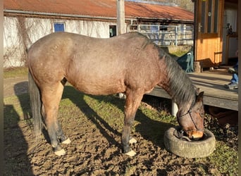 Quarter horse américain, Hongre, 12 Ans, 156 cm, Roan-Bay