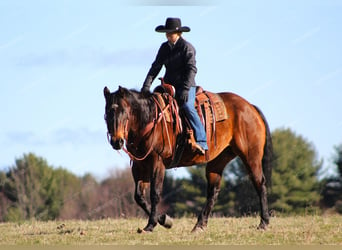 Quarter horse américain, Hongre, 12 Ans, 157 cm, Bai cerise