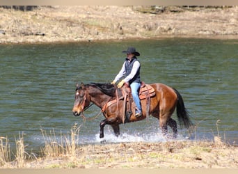 Quarter horse américain, Hongre, 12 Ans, 157 cm, Bai cerise