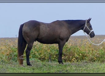Quarter horse américain, Hongre, 12 Ans, 157 cm, Bai