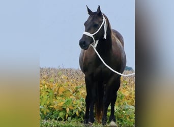 Quarter horse américain, Hongre, 12 Ans, 157 cm, Bai