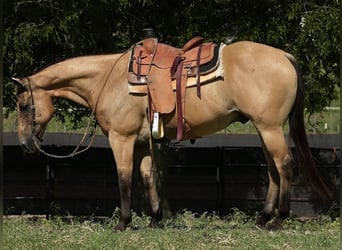 Quarter horse américain, Hongre, 12 Ans, 157 cm, Buckskin