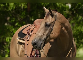 Quarter horse américain, Hongre, 12 Ans, 157 cm, Buckskin