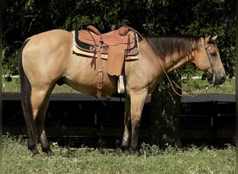 Quarter horse américain, Hongre, 12 Ans, 157 cm, Buckskin