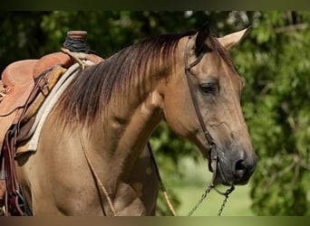 Quarter horse américain, Hongre, 12 Ans, 157 cm, Buckskin