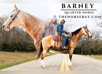 Quarter horse américain, Hongre, 12 Ans, 157 cm, Buckskin